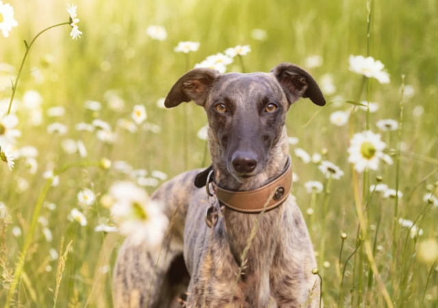 17 black skinny dog breeds lean and dark beauties6