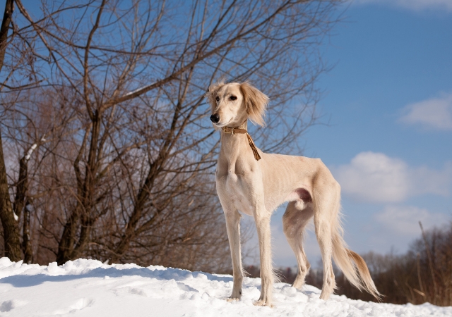 17 black skinny dog breeds lean and dark beauties7