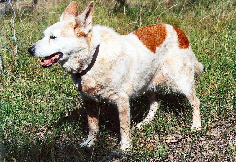 World Oldest Dog - 17 Year Old Australian Cattle Dog - Ruby