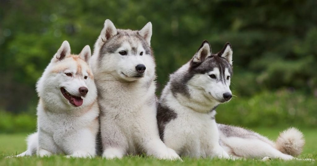 20 Different Types of Huskies You May Not Know