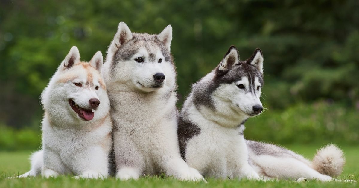 are there different kinds of husky dogs