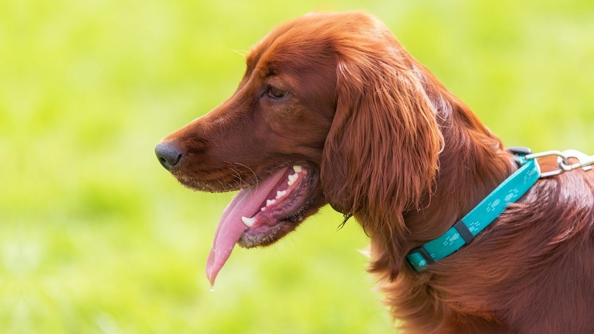 20 Red Dog Breeds Everyone Is Talking About