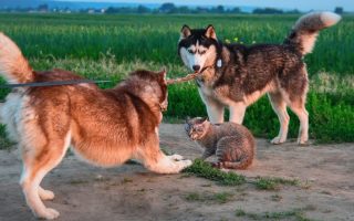 20 Worst Dog Breeds For Cats (They Don’t Get Along)