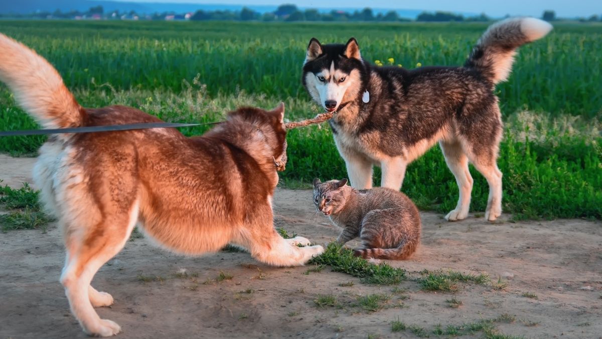 20 Worst Dog Breeds For Cats (They Don't Get Along)
