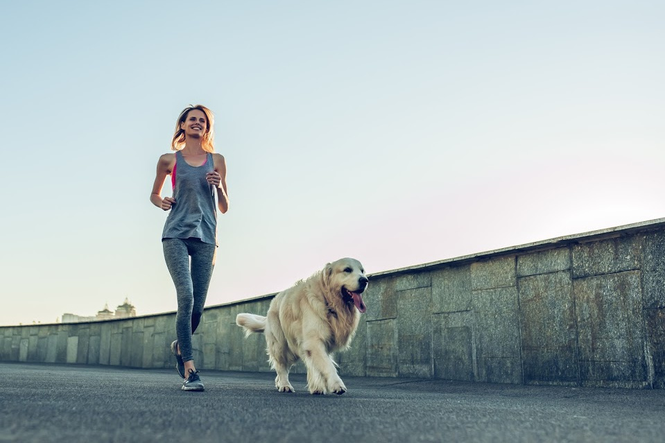 A Labrador retriever owner going on a jog with her Lab