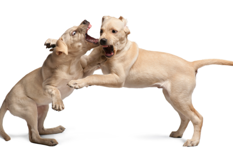 can labrador puppies be aggressive