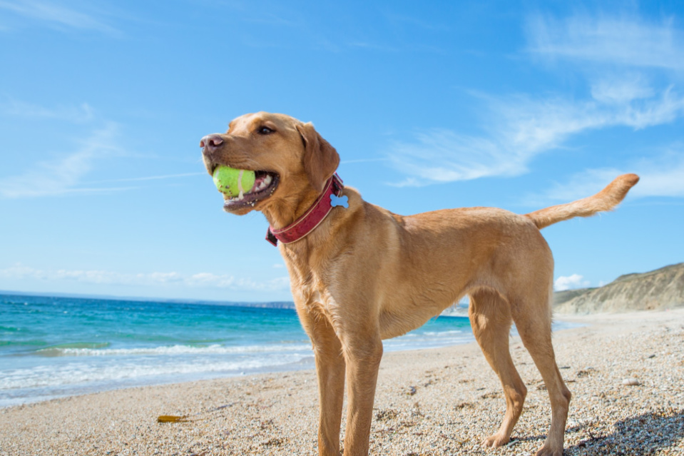 toys that would make labs happy