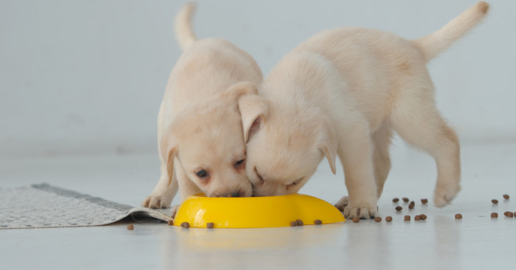 puppies eating food