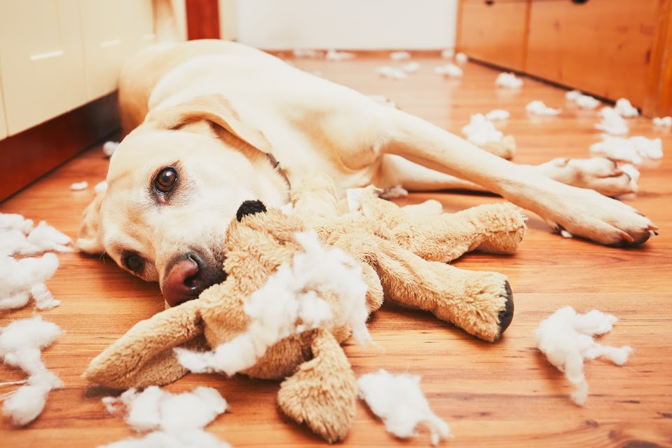 A Labrador retriever misbehaving