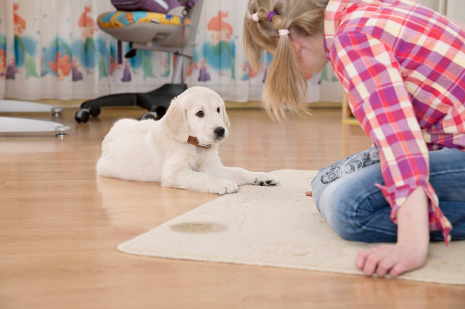 how to potty train a Labrador puppy