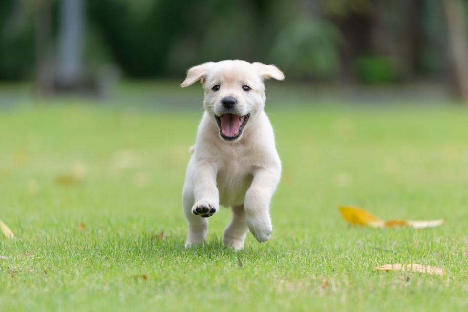 when to train a Labrador retriever puppy
