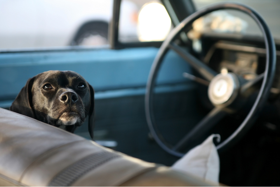 travel with your labrador