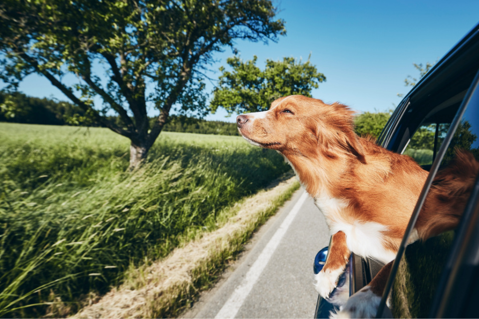 travel with your labrador