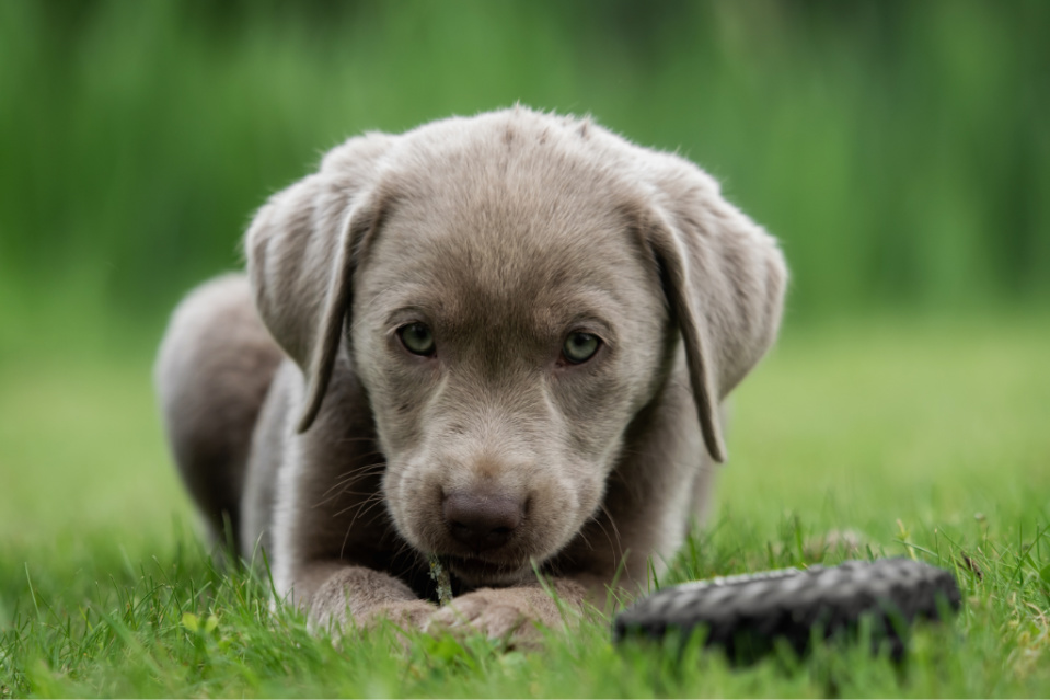 silver Labrador playing outside