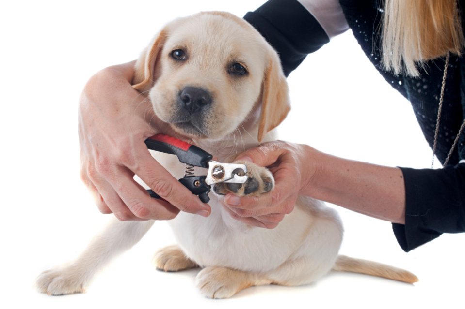 Labrador's Nails