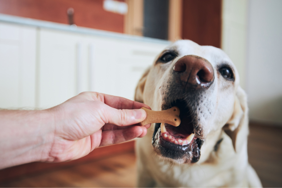 labradors like to eat