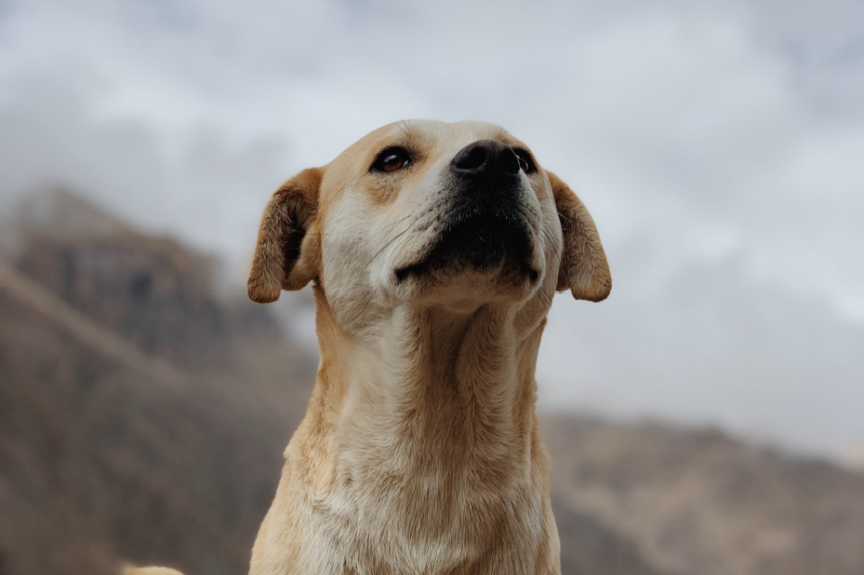 increase labrador height