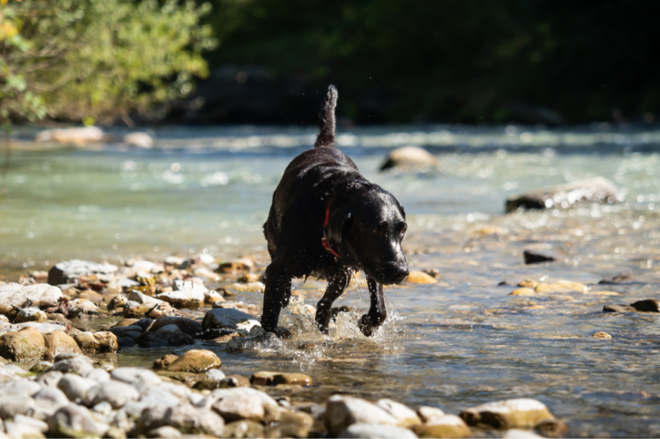 Do Labs like the water