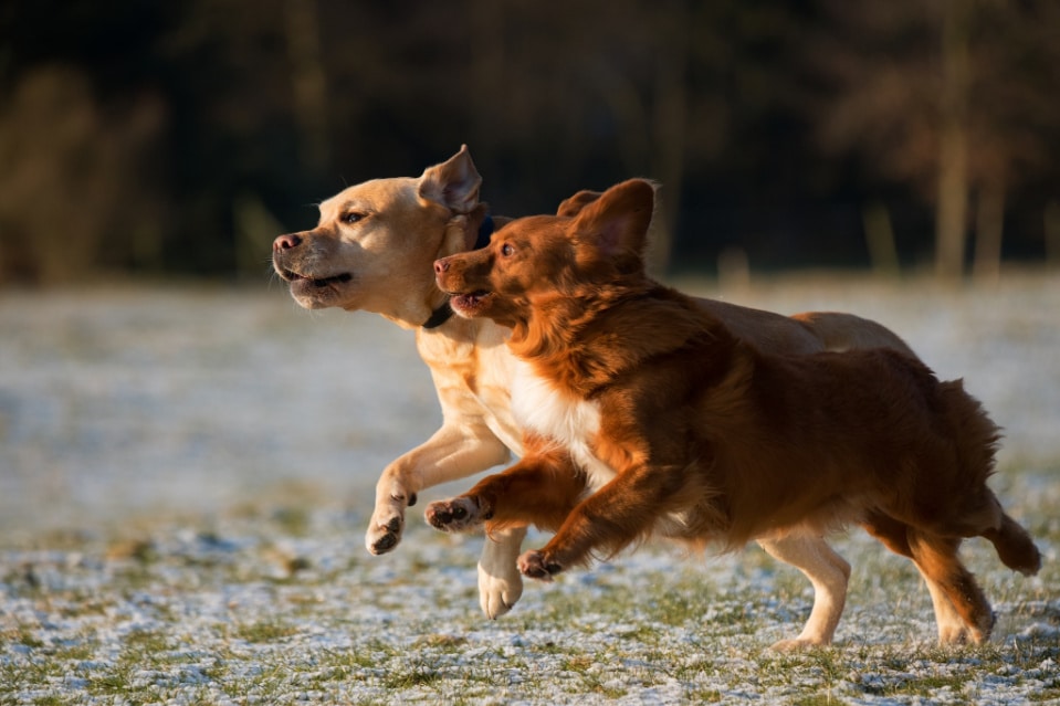 how fast are labradors