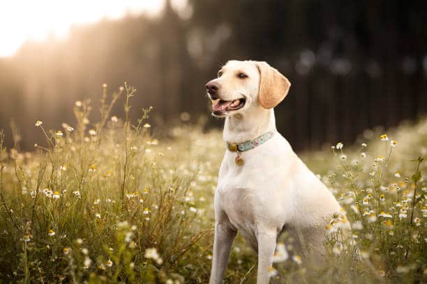 labrador obesity