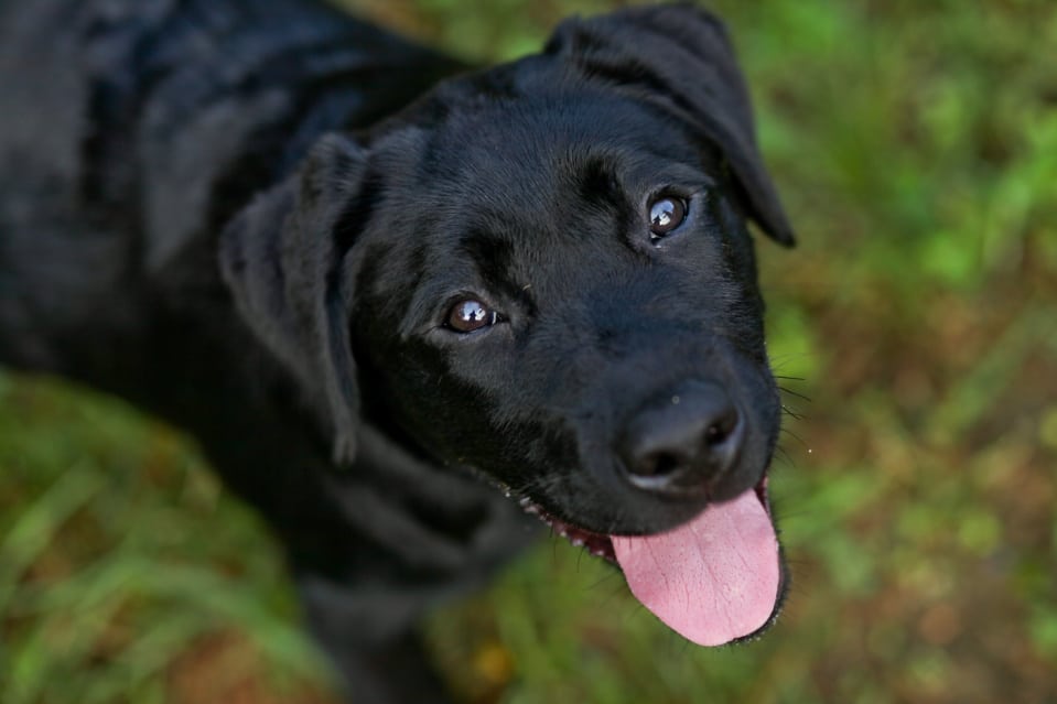 Labrador Acting Strange