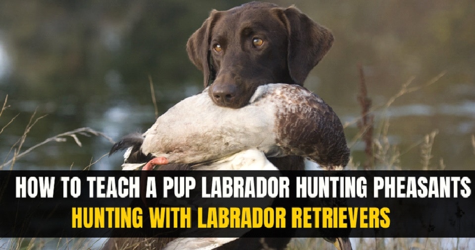 Hunting pheasants Labrador
