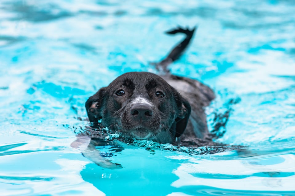 Labrador Retrievers Hunt