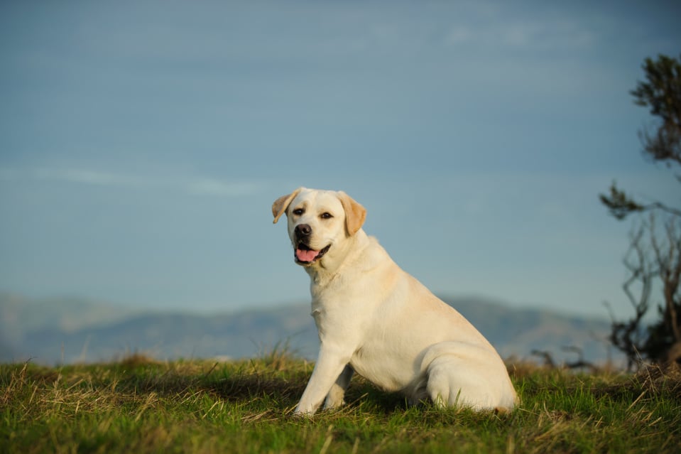 what age do female labradors stop growing