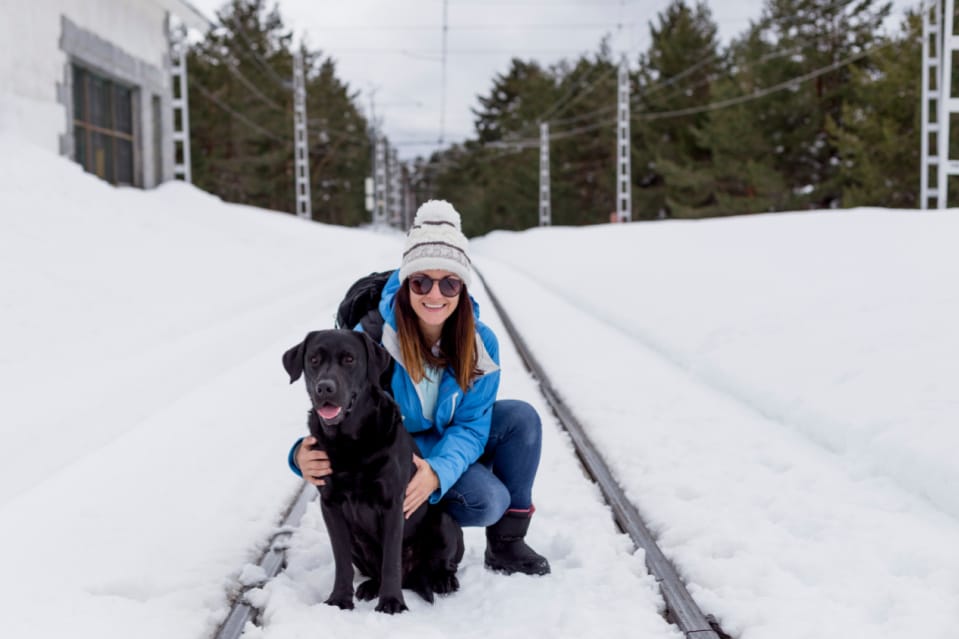 Labrador retriever