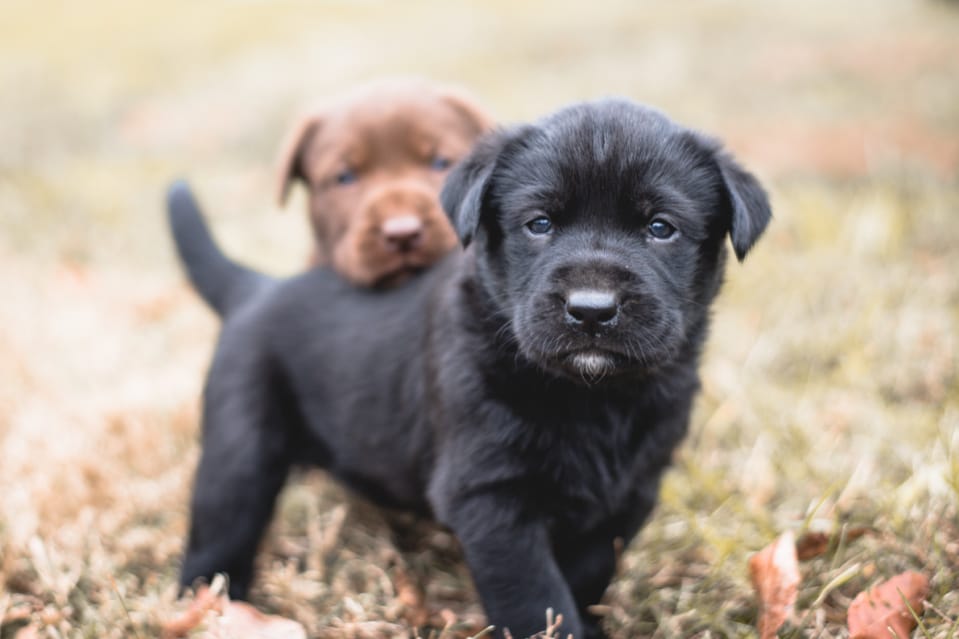 Labrador retriever sizes