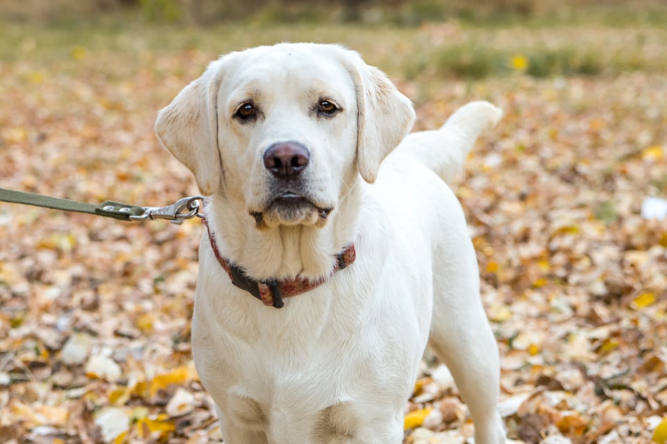 Labrador Run