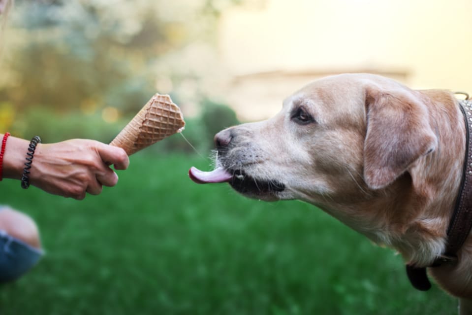 Labradors Overeat