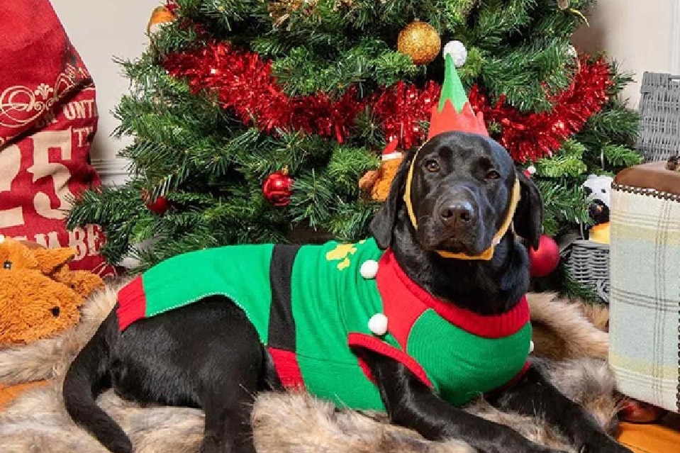 Christmas Ideas labrador