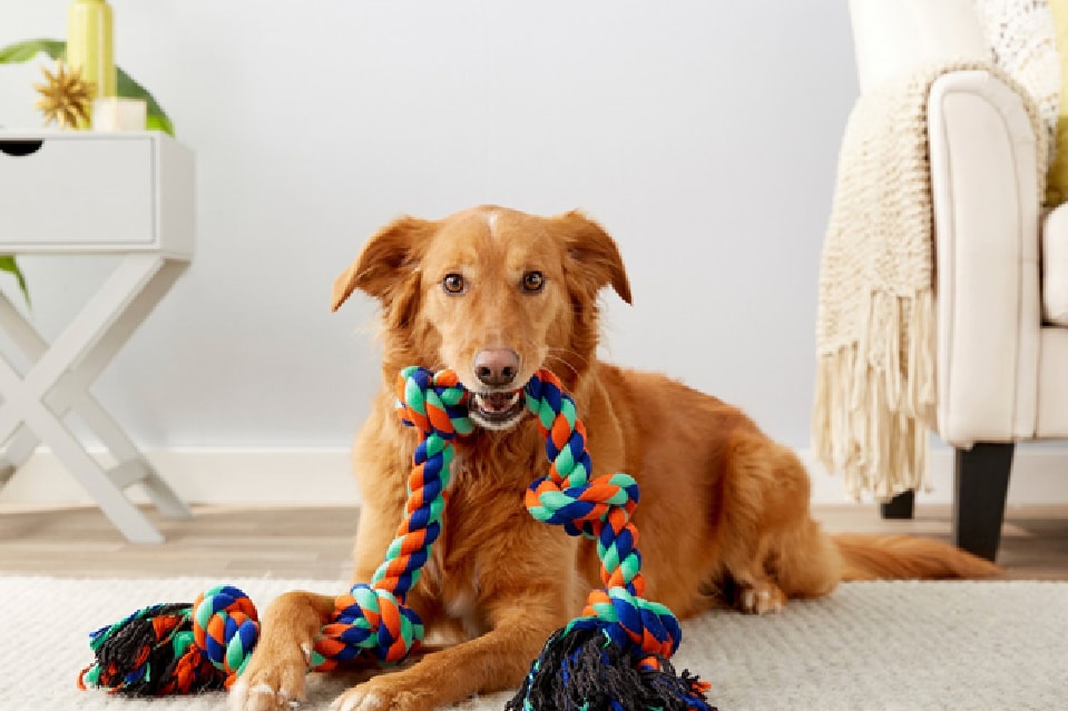 Christmas Ideas labrador