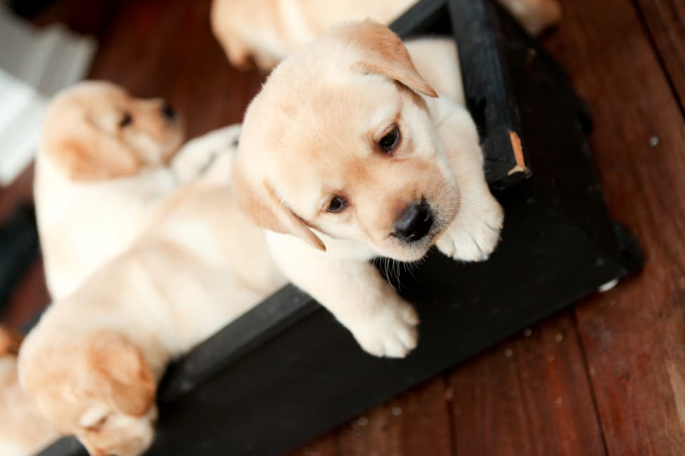 train lab puppy