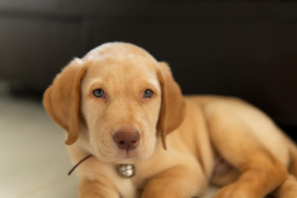 Dudley Labrador