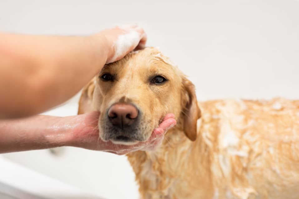 Dudley Labrador