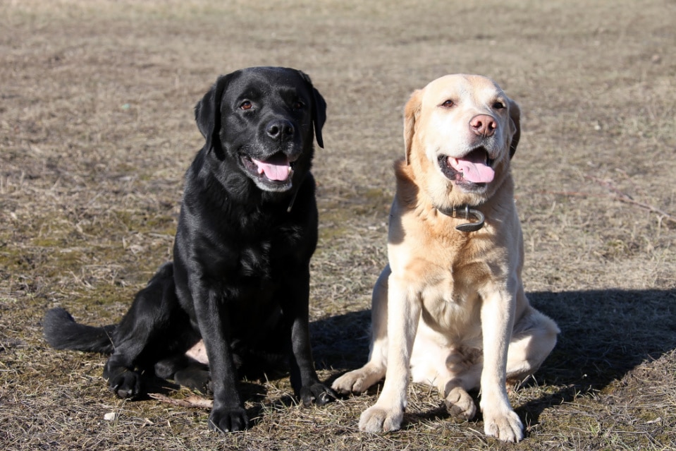 Labrador retriever facts