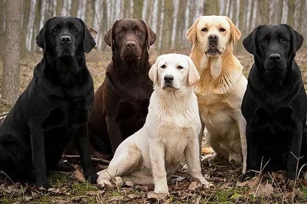 Labrador And Golden Retriever