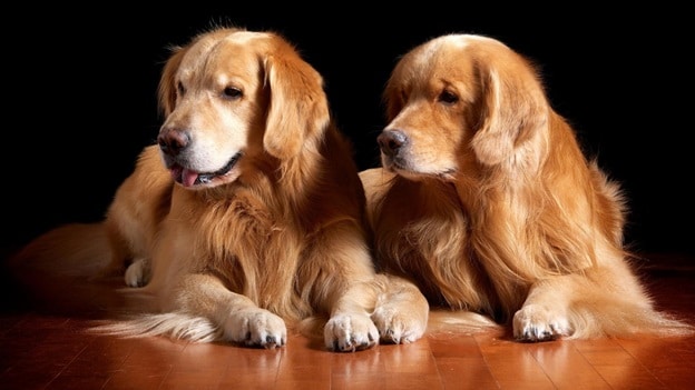 Labrador And Golden Retriever