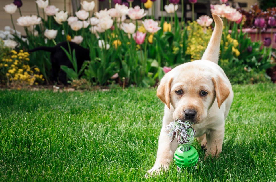 when do labrador puppies lose their puppy teeth