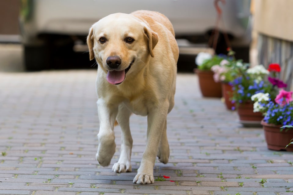 labrador Retriever life span