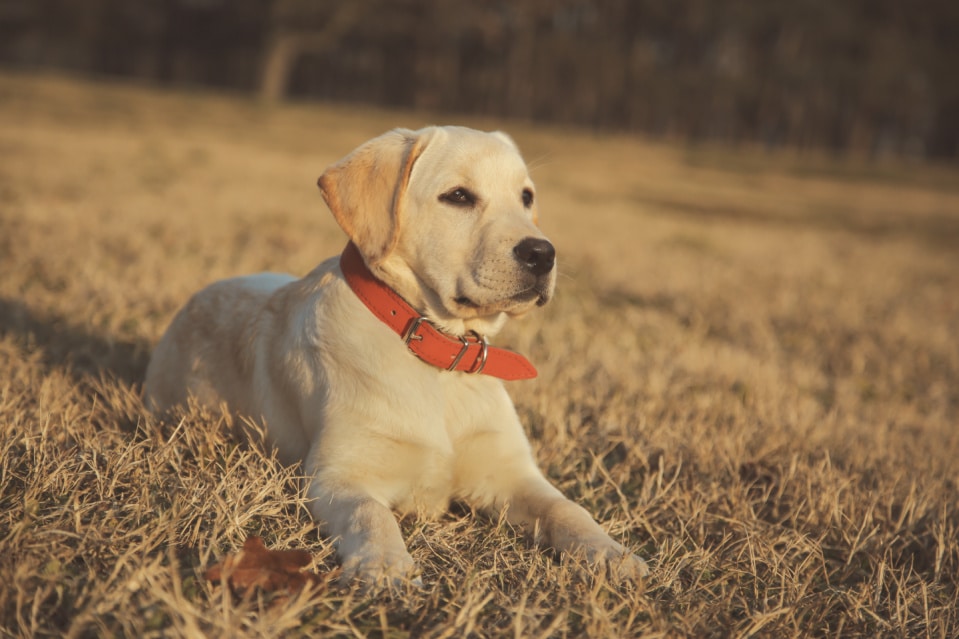 labrador puppy collar size