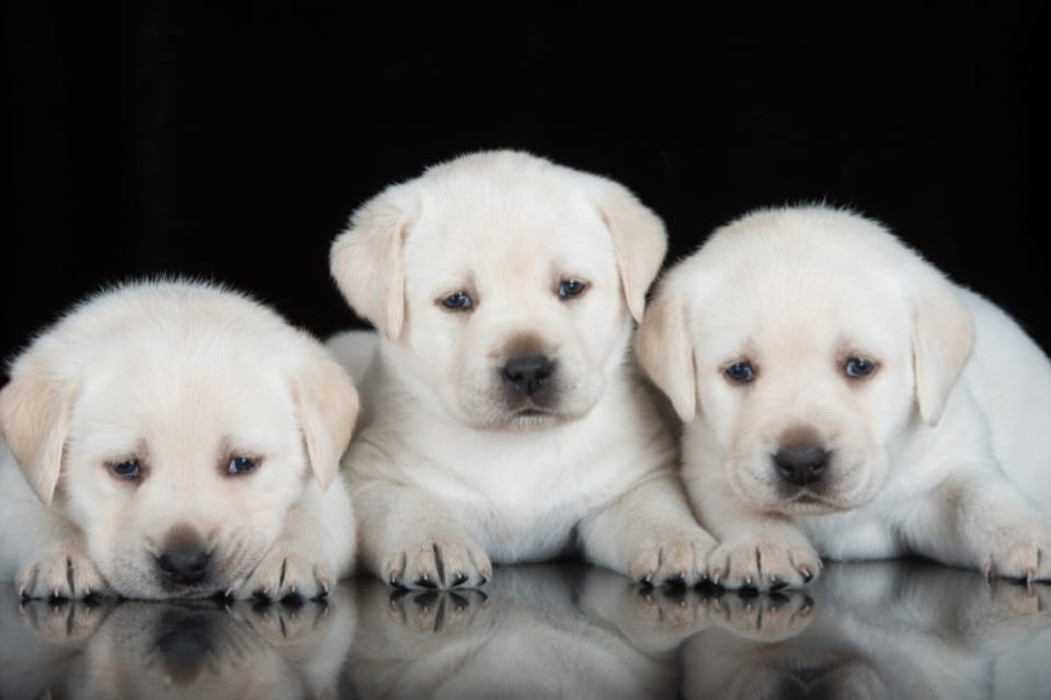 how many puppies is normal for a first litter