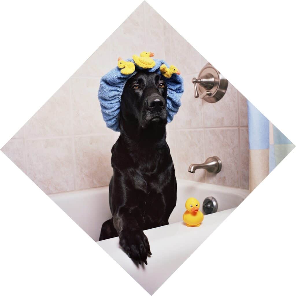 Bathing Labrador