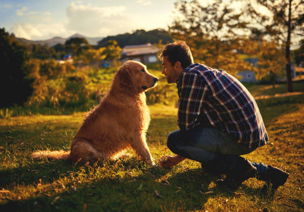 Lab Puppy Care Tips 