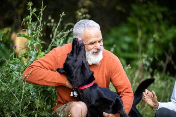 Teach Your Labrador to 'Kiss