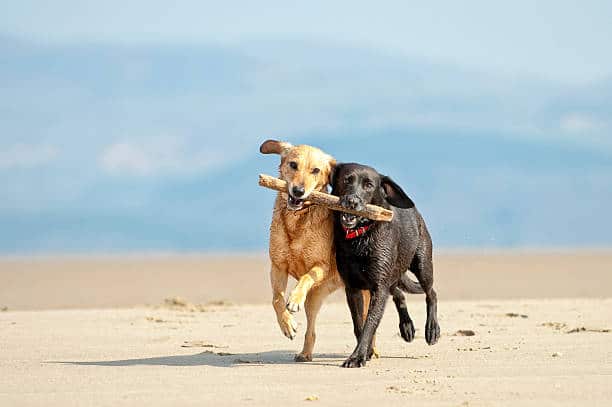 introduce your Lab to another dog