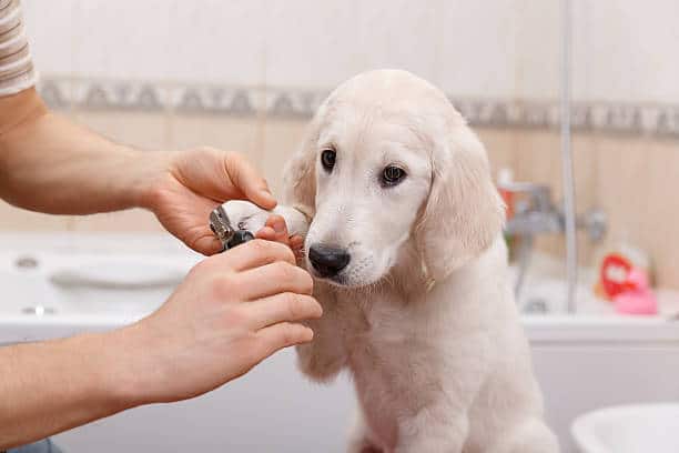 Trim Labradors Nails