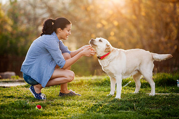 rescue labrador